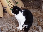 Il gatto di quardia
